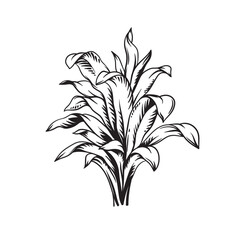 Hand drawn black and white tropical plant. Vector illustration. Foliage design. Botanical element isolated on a white background.