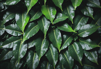 Fototapeta premium Wet and glossy jungle leave background for decks slides and websites