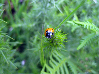 Ladybug on grass macro close up
