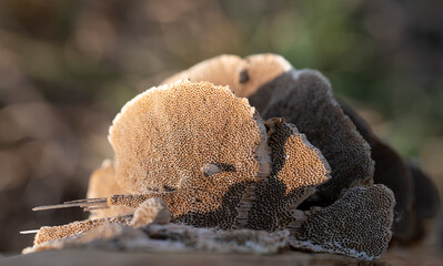 Close-up of a tree fungus with many pores, photographed from below. The mushroom is dry. The sun shines from behind. - obrazy, fototapety, plakaty