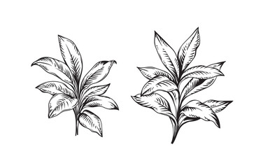 Hand drawn black and white tropical plants. Vector illustration set. Foliage design. Botanical element isolated on a white background.