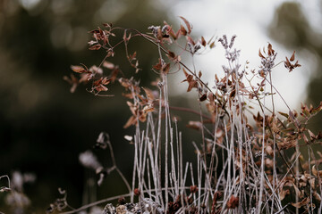 Close-up of a plant with the autumnal brown leaves.