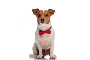 elegant jack russell terrier puppy wearing red bowtie and sitting on white background