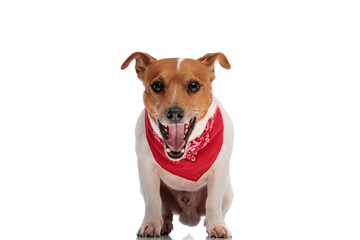 sweet jack russell terrier doggy sticking out tongue and yawning