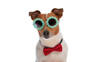 cool jack russell terrier puppy with sunglasses and bowtie posing