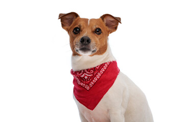 beautiful jack russell terrier puppy with bandana looking up