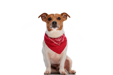 cute little jack russell terrier puppy wearing red bandana and looking up