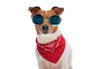 portrait of cool jack russell terrier dog wearing red bandana and sunglasses