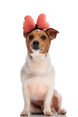 beautiful jack russell terrier puppy wearing headband and looking up