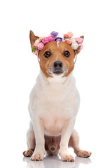 adorable jack russell terrier dog wearing flowers headband and sitting
