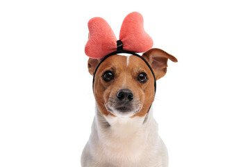 cute little jack russell terrier dog wearing pink bow headband