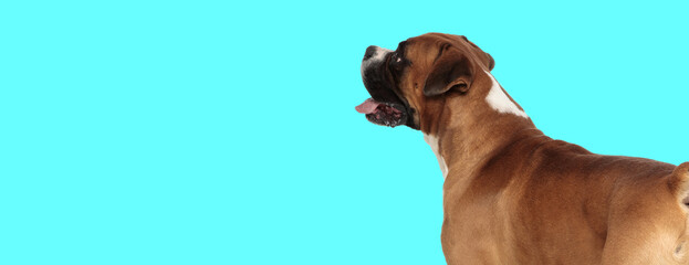 boxer dog looking to side and panting