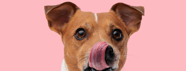jack russell terrier dog licking his mouth - obrazy, fototapety, plakaty