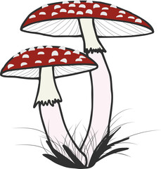 Two fly agaric in the grass. Forest poisonous mushrooms. Vector illustration.