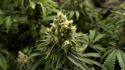 Cannabis Bud2