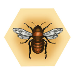 bee honey unique insect striped hive wax