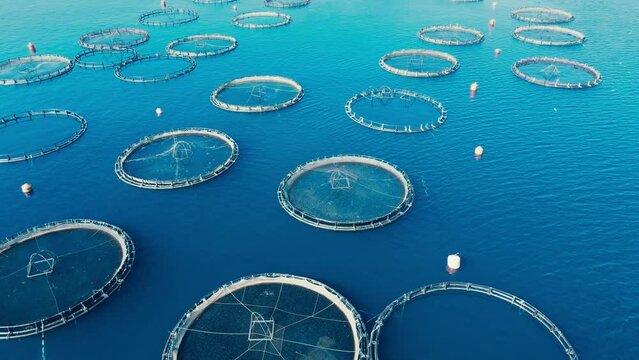 Aerial drone video of large fish farming unit of sea bass and sea bream in growing cages in calm deep waters