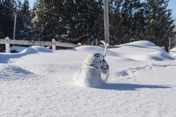 Beautiful blue and brown eyed dalmatian playing in the snow in quebec canada