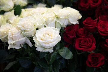 Beautiful fresh cut white and red roses-floral background.