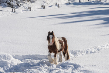 Young Gypsy Vanner horse outside in winter snow