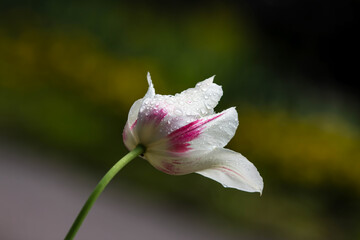 Raindrops on tulip flowers. Tulips in the garden. Tulips in the spring.