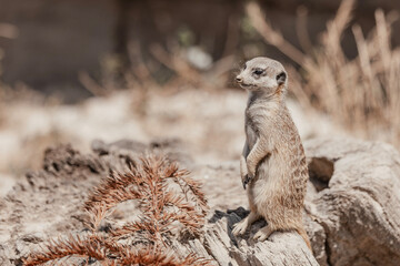 meerkat on guard