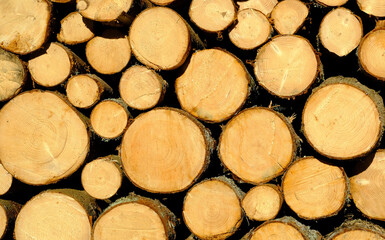 Cutting tree trunks stacked together for interior decoration, background