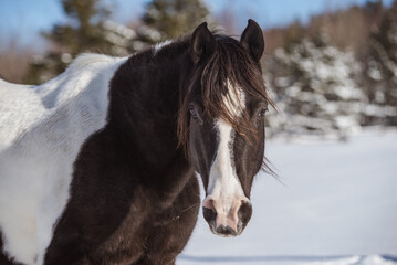 Obraz premium Black and white arabian horse close up outside in winter