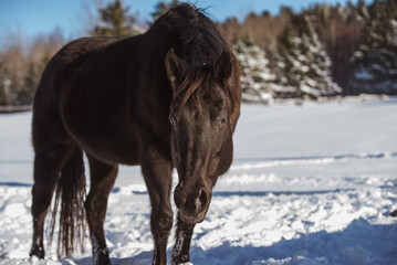 Black quarter horse outside in winter