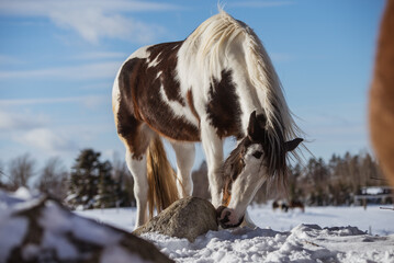 Fototapeta na wymiar Drum horse, gypsy horse outside in winter