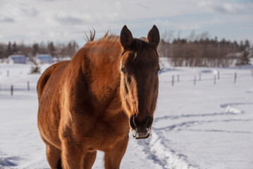 Close up on horse outside in winter