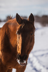 Close up on horse outside in winter