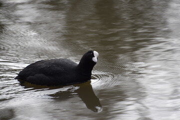 Coot in the water