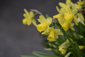 yellow flowers in the garden