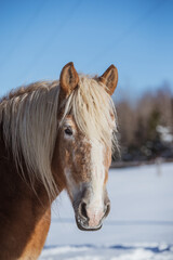 Fototapeta premium Very old belgium draft horse outside in winter