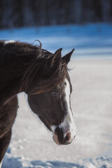 Obraz premium Black and white arabian paint horse outside in winter