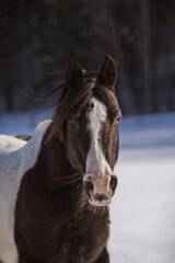 Obraz na płótnie Canvas Black and white arabian paint horse outside in winter