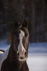 Black and white arabian paint horse outside in winter