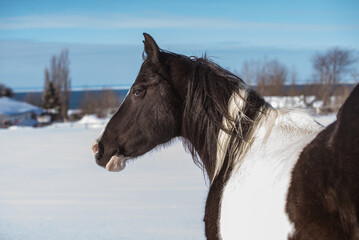 Obraz premium Black and white arabian paint horse outside in winter