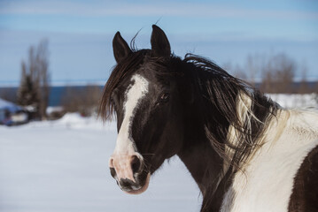 Black and white arabian paint horse outside in winter