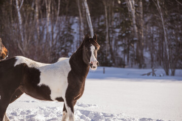 Black and white Paint araban horse outside in the snow