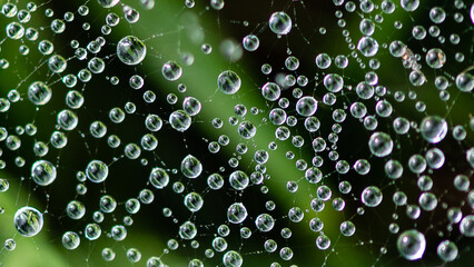 Reflections in the Tiny Drops of Dew Clinging to the Strands of a Spider’s Web