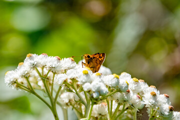 Lil' Skipper