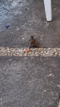 Gorri&oacute;n comi&eacute;ndose una golosina en el suelo.