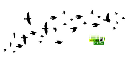 A flock of flying birds. Free birds. Vector illustration