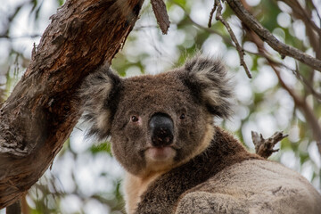 A koala seen in the wild on Kangaroo Island, Australia