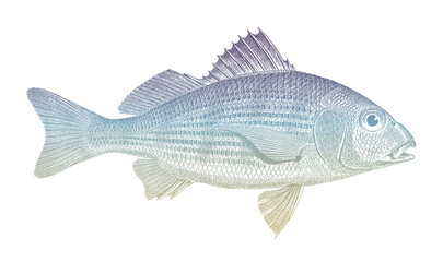 Yellowstripe grunt haemulopsis axillaris, tropical marine fish from central Pacific