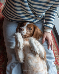 Cute dog lies on the girl's lap with its paws up. Happy pet together with the owner. Cheerful fluffy pet 
