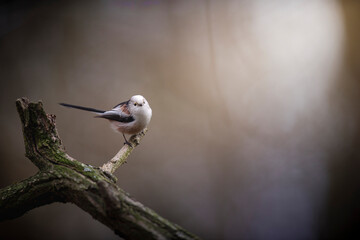 Long-tailed tit