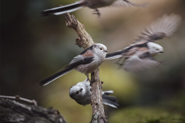 Long-tailed tit